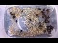 Pseudohemiodon apithanos Pseudohemiodon apithanos