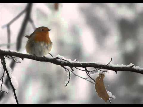 Leano Morelli Nata Libera.wmv