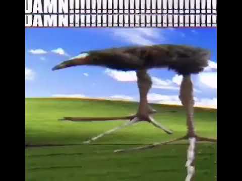 DAMN!!!!!!!!!!!!!!!!!!!!!!!!!!!!!!!!!!!!!!! bird