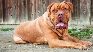 10 Biggest Dog Breeds in the World