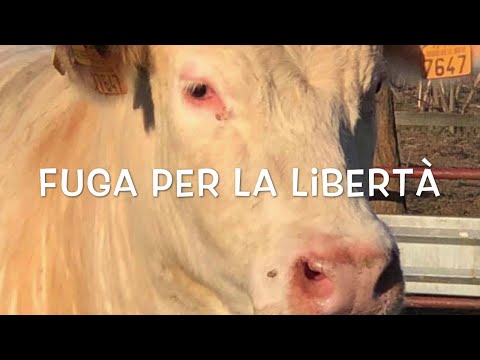 Massanzago Padova, la mucca che voleva la libertà (e l'ha raggiunta)