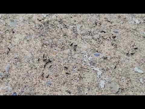 Ants March Into the Stock Room in Waretown, NJ