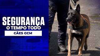 Segurança o Tempo Todo - Cães GCM
