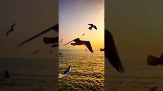 Bird flying status video Nature status video Hindi Song NATURE VIBES
