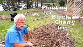 Planting a Black Cherry Tree