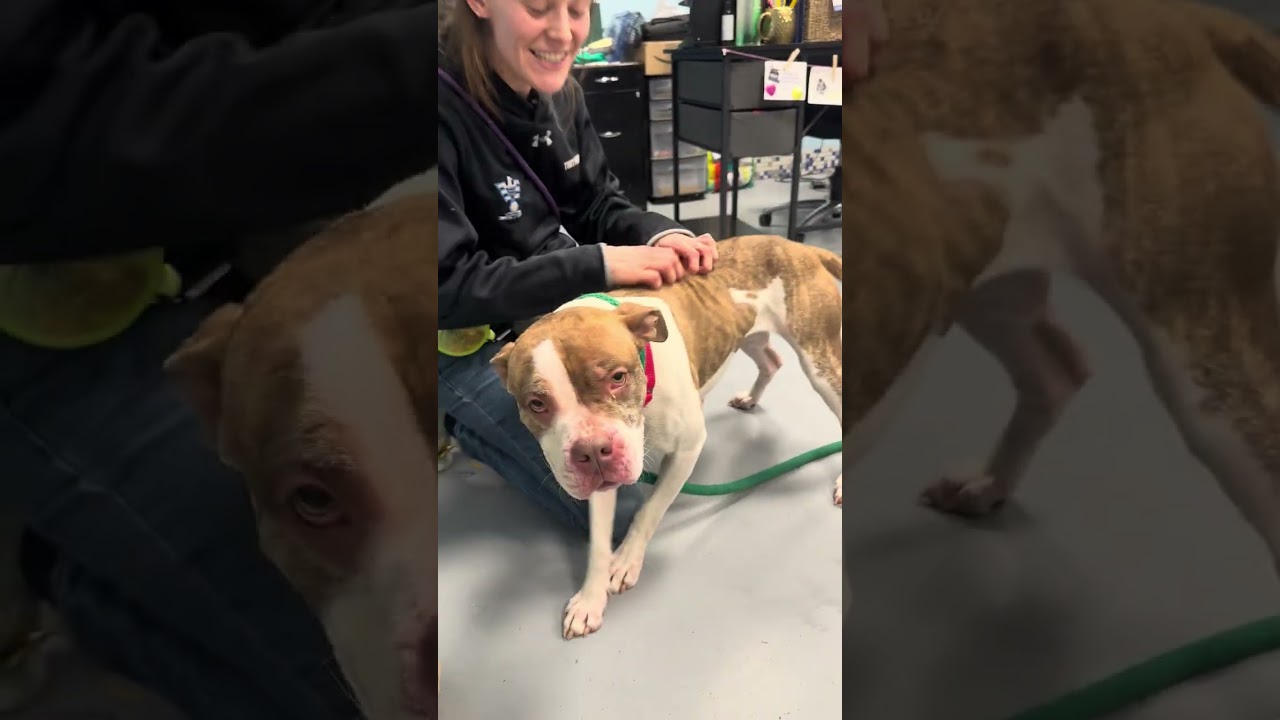 Enlarge Nancy, a Adoptable Mixed Breed in Philadelphia, PA video 6/6
