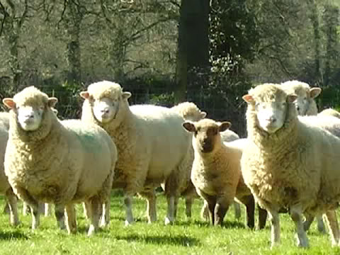 Sheep Song