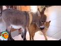 Donkey Moves Into The House And Becomes BFFS With Cat Cuddle Buddies