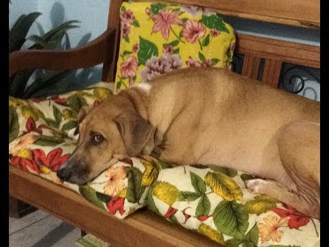 PERDI UM GRANDE AMIGO!