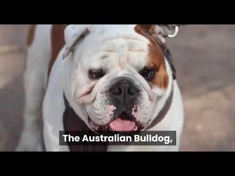 The Australian Bulldog Personality and Temperament