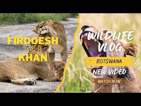 Lions, Lenses & Breakdowns | My Wild South Africa Safari Experience