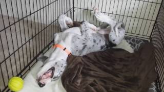 Funny Great Dane puppy