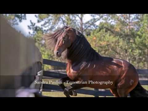 The Stallions of Bluberry Farm