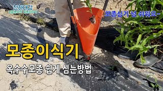 모종정식기 이식기로 옥수수모종 심기 옮겨심기! 쉬워요~~