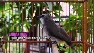 Download lagu TRUCUKAN GACOR TARUNG ROPEL PANJANG Pancingan trucukan Agar Bunyi Jadikan Burung Trucuk Gacor Nyaut mp3