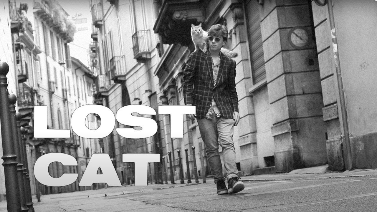 l o s t  c a t