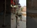 Monkeys Trending Viral Shorts Monkey Bandar Motivation Cartoon Status