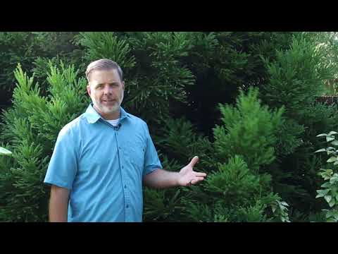 スギ (Cryptomeria japonica) - 植物の識別