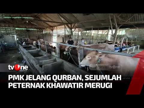 Sejumlah Peternak di Beberapa Daerah Khawatir Wabah PMK Jelang Qurban | Kabar Petang Pilihan tvOne