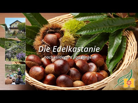 Die Maroni (Edelkastanie) bei Hildegard von Bingen