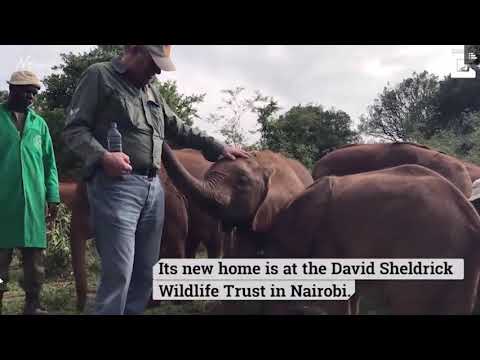Starving baby elephant rescued by helicopter