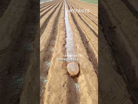 Умный полив своими руками #рецепты #агротехнологии #китай #садоводничество