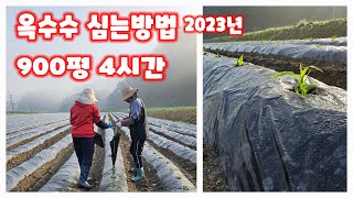 옥수수 심는시기 2023년 방법 골간격 포기간격 물주는 방법 행복한괴산신나는농부  [옥수수재배방법]