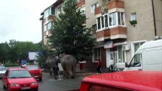 preview picture of video 'elefantii din lipova'
