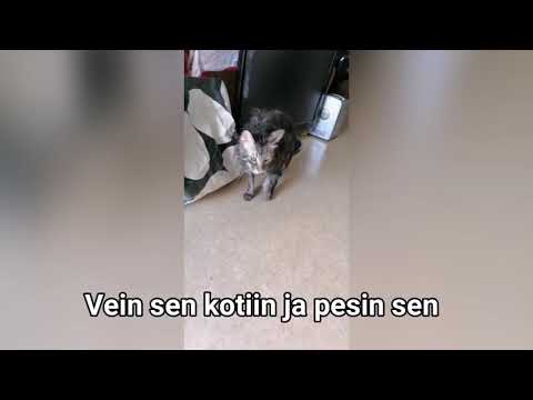 Lempeä jätti pelasti katurotan 🐀