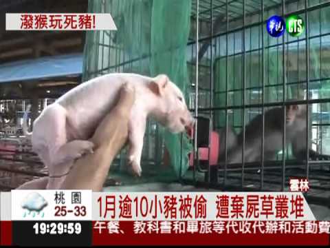偷走小豬玩到死 兇手竟是獼猴!