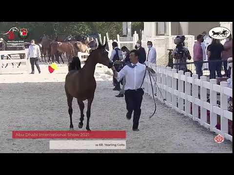 N 184 D RASEL   Abu Dhabi International Arabian Horse Championship 2021   Yearling Colts Class 6B