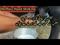 Buffalo Milking Tips II How To Milk A Buffalo By Hand II Milking Of Nili Ravi Buffalos In Punjab