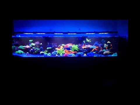 Domowe 1500l, obsada mieszana LPS/SPS.