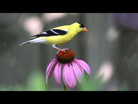 Thattekad Bird Sanctuary