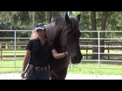 YouTube video about: How to do join up with a horse?