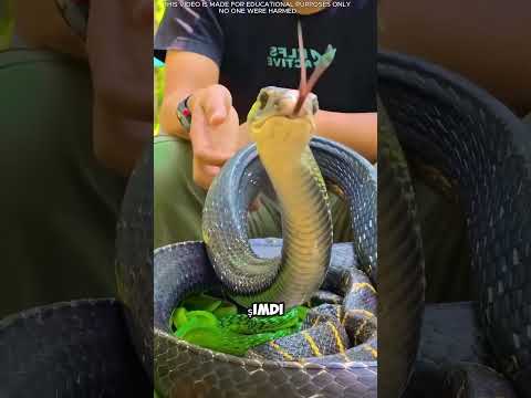 Bu adam yılanını öpüyor.