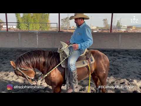 C14P4 THE ROAD TO FUTURITY VIP - Alfredo Franco