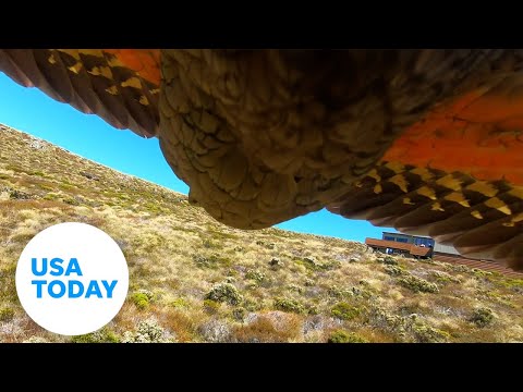 Kea parrot steals GoPro in New Zealand park | USA TODAY