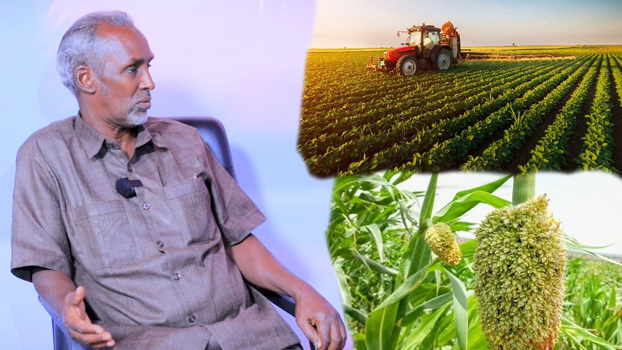 Saameynta Dalagyada Dibadda Ka Yimaadaa Ku yeesheen Wax-soo-saarka Beeraha Somaliland.