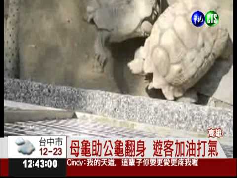 愛的表現! 母龜搭救翻肚公龜