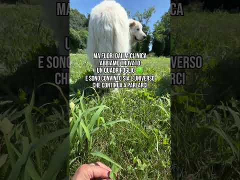 Il caso non esiste 🕉️