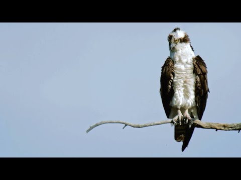 YouTube video about: What time of day do osprey hunt?