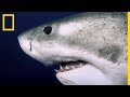 Deep Blue, le plus grand requin blanc du monde enfin retrouvé ?