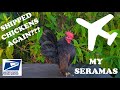 Shipped Seramas Tiny Chickens Miniature Chickens Shipped Birds