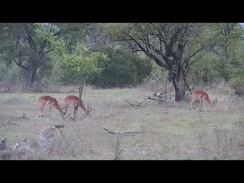 Djuma: Impalas grazing - 17:14 - 10/27/21