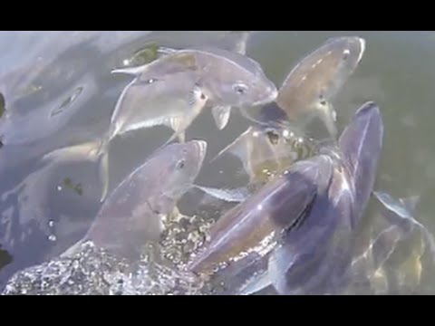 Insane Fish Feeding Frenzy! (Slow Motion)