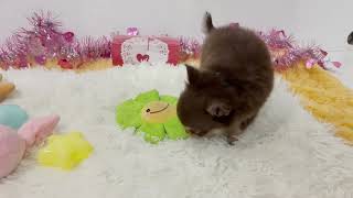 チワワ(ロング)の動画01