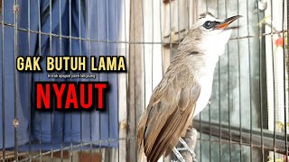 Download lagu trucukan gacor TARUNG ROPEL PANJANG pancingan trucukan agar bunyi jadikan burung trucuk gacor EMOSI mp3