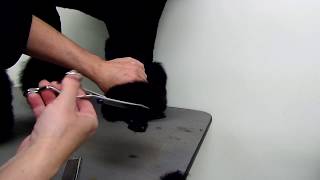 Trimming a Poodles Pom Poms/Bracelets on the front legs