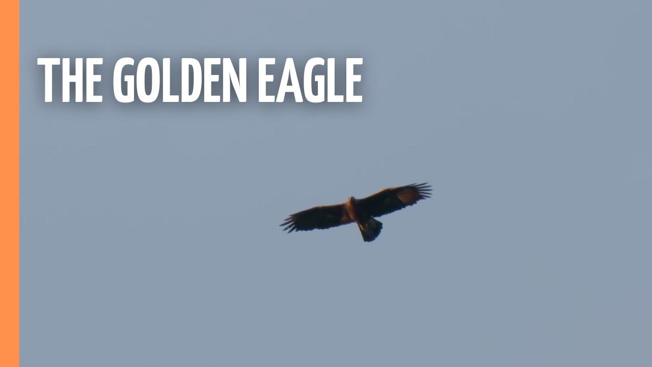 The Golden Eagle - King Of The Mountains